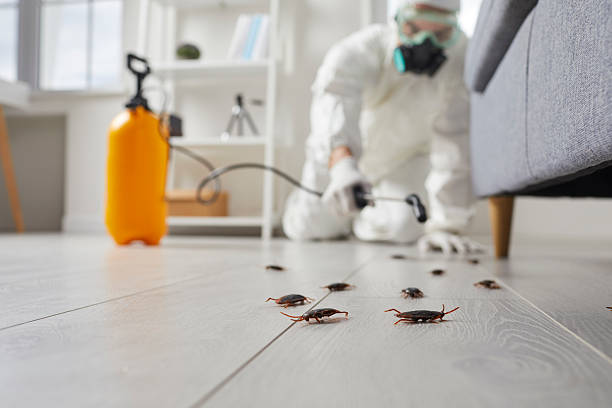 Trusted Rodent Control service in Daytona Beach Shores, FL - Nex Pest Control
